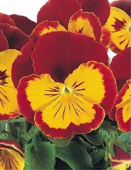 Pansy Seeds 50 Joker Red and Gold Viola x wittrockiana Garden Flower Seeds for Borders & Containers