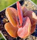 Echeveria Succulent 2.5-Inch Rare Rooted Plant - Echeveria Brunch Wine - Easy Care Live Plant