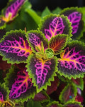 Coleus Seeds - 25+ Rainbow Varieties for Garden Planting - Coleus blumei, Vibrant Foliage, Easy to Grow, Container & Landscape Gardening