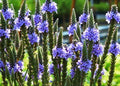 Blue Vervain Seeds - 200+ Count, Perennial Drought Tolerant Wildflower, Verbena hastata for Garden, Herbal Tea & Pollinator Attracting