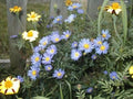 Aster Seeds - 215 Count New England Aster Mix - Perennial Wildflower Seeds for Pollinators - Symphyotrichum novae-angliae