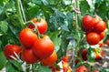 25 Rutger's Tomato Seeds - Heirloom Lycopersicon esculentum, Disease-Resistant, Medium-Sized, Full Sun, Home Garden, Organic Seed Pack