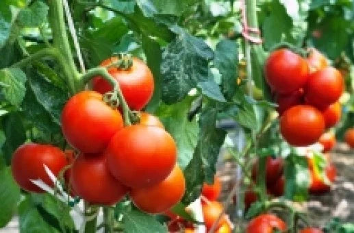 25 Rutger's Tomato Seeds - Heirloom Lycopersicon esculentum, Disease-Resistant, Medium-Sized, Full Sun, Home Garden, Organic Seed Pack