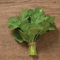 Ethiopian Kale Seeds - Non-GMO Heirloom Brassica Carinata - Organic, High Germination, Full Sun, Vegetables, Gardening Seeds
