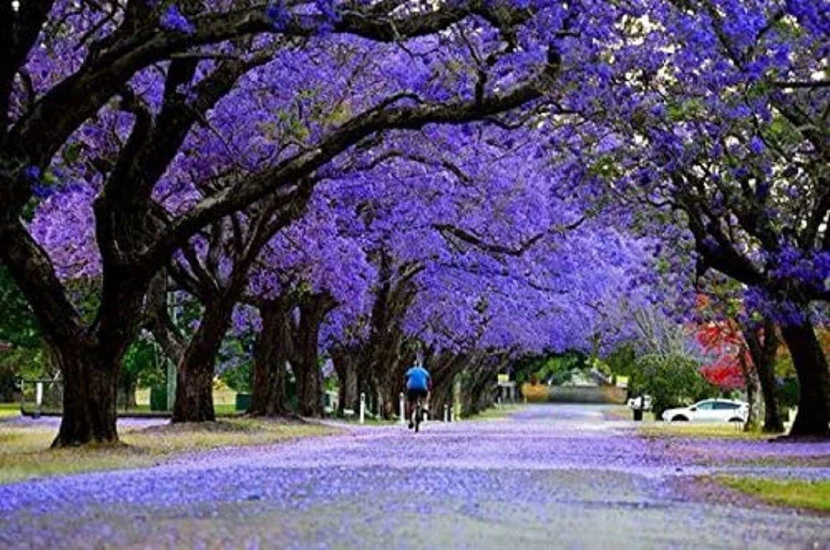 Blue Jacaranda Tree Seeds - 25 Seeds, Exotic Flowering Tree, Jacaranda mimosifolia, Lavender Blue Blossoms, Fast-Growing Landscape Tree