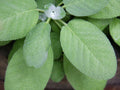 Broadleaf Sage Seeds - 150 Non-GMO Salvia officinalis Herb Seeds for Culinary & Pollinator Gardens