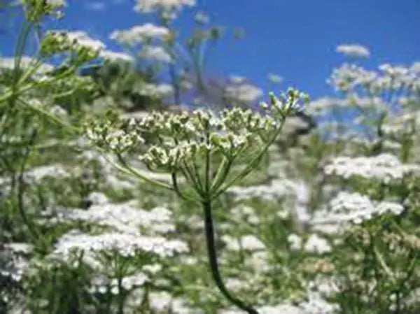 Cumin Seeds Heirloom Non-GMO Herb Seeds for Growing, Cuminum cyminum, Culinary Spice, Indoor & Outdoor Garden