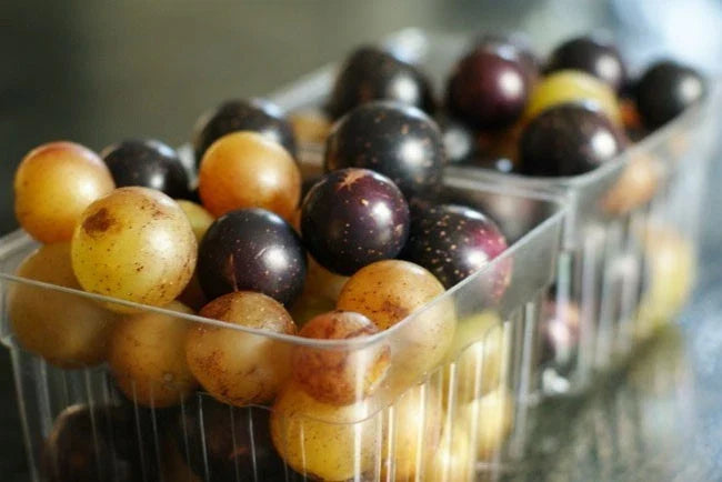 Muscadine/Scuppernong Vine Seeds - Pack of 12 - Vitis rotundifolia for Wine, Juice, Jelly, Syrup, Sauces - Easy to Grow