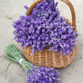 True Lavender Seeds - 700 Non-GMO Lavandula angustifolia for Gardening, Aromatic Herb, Pollinator Attractant, Seed Packet