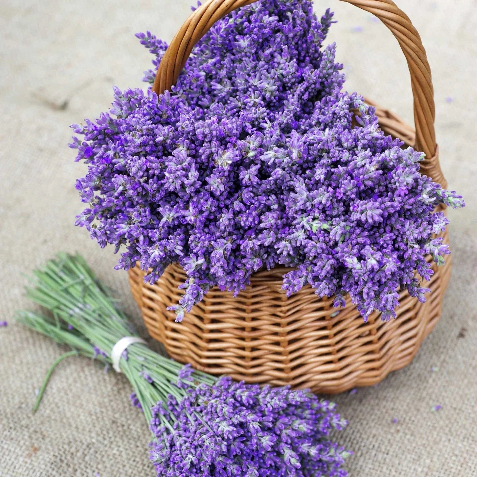 True Lavender Seeds - 700 Non-GMO Lavandula angustifolia for Gardening, Aromatic Herb, Pollinator Attractant, Seed Packet