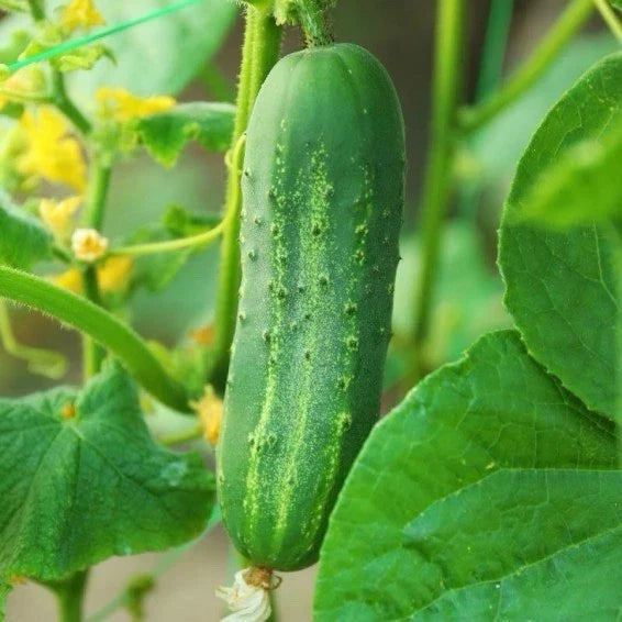 Carolina Cucumber Seeds | F1 Hybrid Very Early Pickling Cucumis sativus | Compact Vining Plant, 50+ Seeds