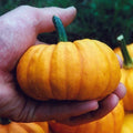 Jack Be Little Pumpkin Seeds - Organic Non-GMO Heirloom Cucurbita pepo for Small Gardens & Decorations