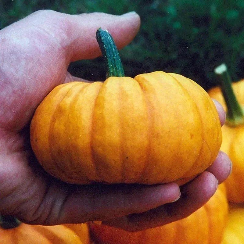 Jack Be Little Pumpkin Seeds - Organic Non-GMO Heirloom Cucurbita pepo for Small Gardens & Decorations