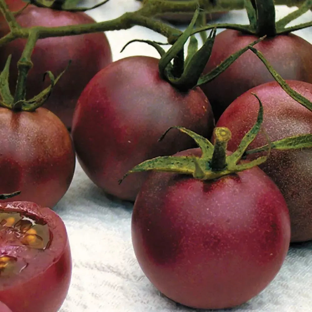 Chocolate Cherry Tomato Seeds - Organic Heirloom, Super Sweet, Solanum lycopersicum, 10+ Seeds, Full Sun, Indeterminate, Non-GMO