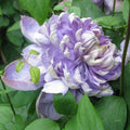 25 Blue Lights Pink Clematis Seeds - Climbing Perennial Flower Seeds for Garden Trellises & Fences