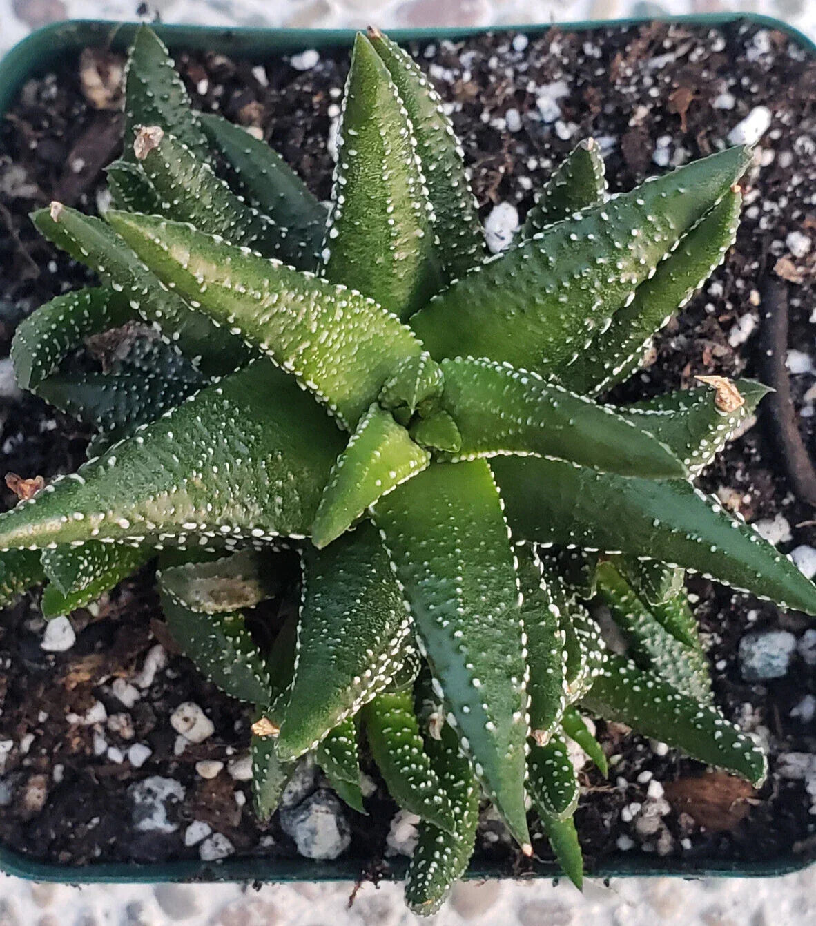 Rare Haworthia Attenuata 'Enon' Succulent Plant - 3.5" Diameter Rosette, Indoor Drought-Tolerant Succulent