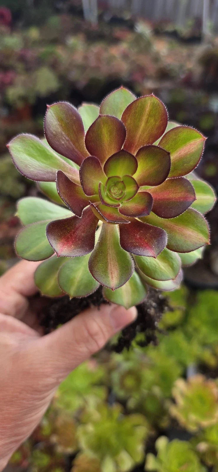 Aeonium Sunset Glow Plant - 3 Inch Rooted Succulent Head - Bright Orange and Yellow Foliage - Aeonium 'Sunset Glow'