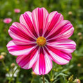 Cosmos Candy Striped Seeds - 100+ Bipinnatus Flower Seeds for Garden, Annual, Pink and White Stripes, Cosmos bipinnatus, Full Sun