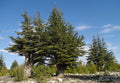 Lebanon Cedar Seeds 5 Pack Cedrus libani Drought-Resistant Evergreen Tree for Landscaping and Gardens
