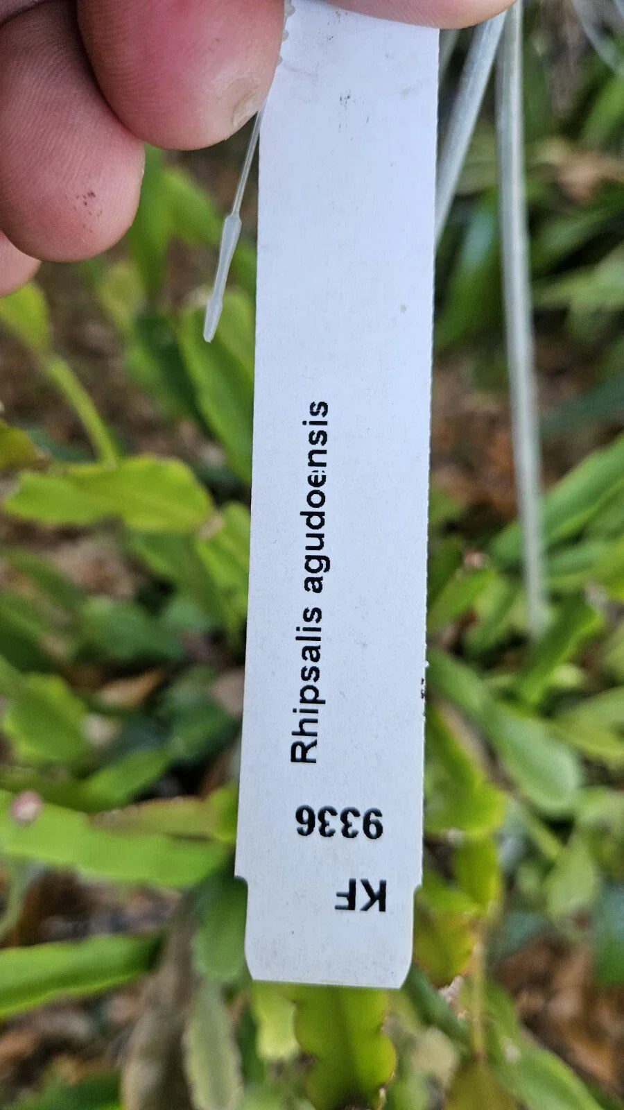 Rhipsalis Agudoensis Cuttings - 5 Orchid Cactus, Succulent, Trailing, Full Sun, Easy Care Houseplant