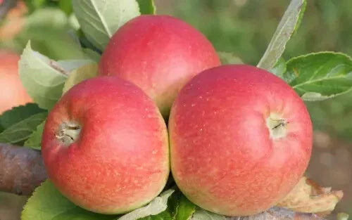Alkmene Apple Seeds - 25+ Pack for Garden Planting, Malus domestica, Non-GMO, High Germination, Home Garden, USA Shipping