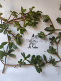 Purslane Cutting - Unrooted Edible Succulent - Portulaca oleracea - Easy to Propagate, Fresh Greens, Free Shipping
