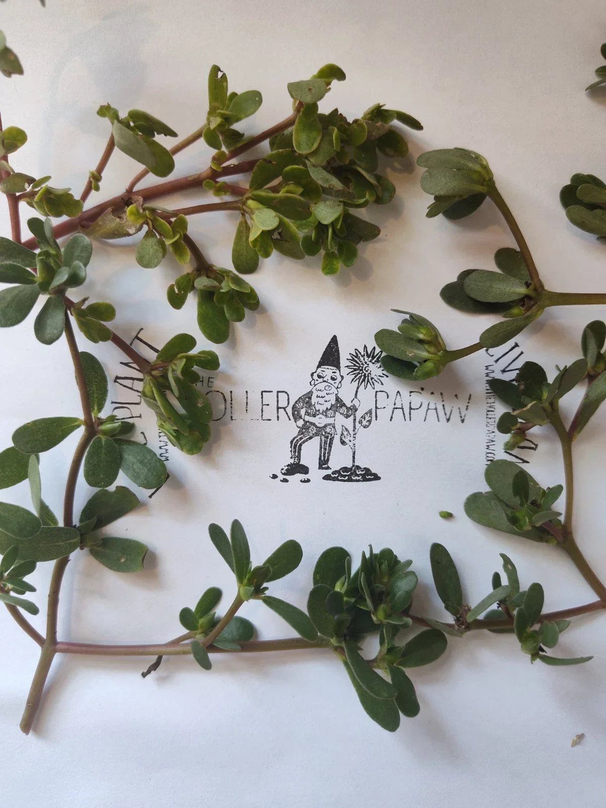 Purslane Cutting - Unrooted Edible Succulent - Portulaca oleracea - Easy to Propagate, Fresh Greens, Free Shipping