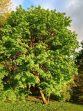 Sugar Maple Tree Starter Bare Root 24 Inch Acer saccharum Fall Foliage, Maple Syrup Potential