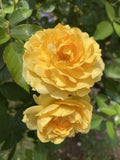 Julia Child Rose Cuttings - Unrooted Fresh Propagation Stems - Rosa 'Julia Child' - 5-8 Inches