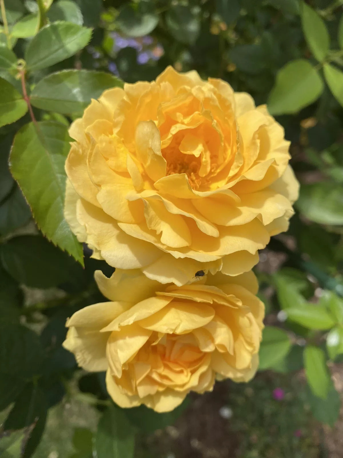 Julia Child Rose Cuttings - Unrooted Fresh Propagation Stems - Rosa 'Julia Child' - 5-8 Inches