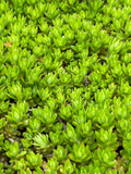 Angelina Sedum Live Plants - 5in Perennial Ground Cover - Sedum rupestre 'Angelina'
