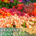 Begonia Seeds - Warm Glow Mix, Non-GMO Flower Seeds, Pack of 45 or 125, Vibrant Blooms for Garden and Container Planting
