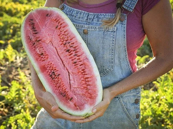 Charleston Grey Watermelon Seeds - Organic Heirloom Non-GMO Citrullus lanatus, Large Juicy Melons, 50+ Pack