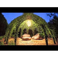 Willow Tree Kit - 10 Live Salix spp. Trees for Garden Structure with Video Tutorial