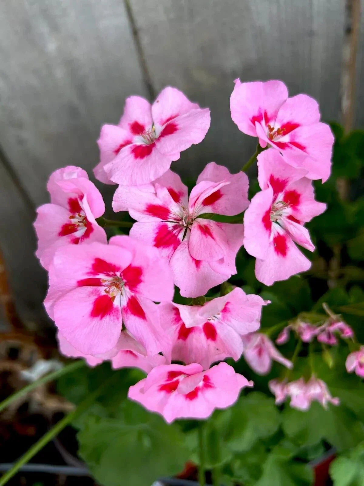 Pink/Red Geranium Live Plant in 3” Pot, Perennial Pelargonium spp., Compact 6-10 Inch Blooming Flowering Plant