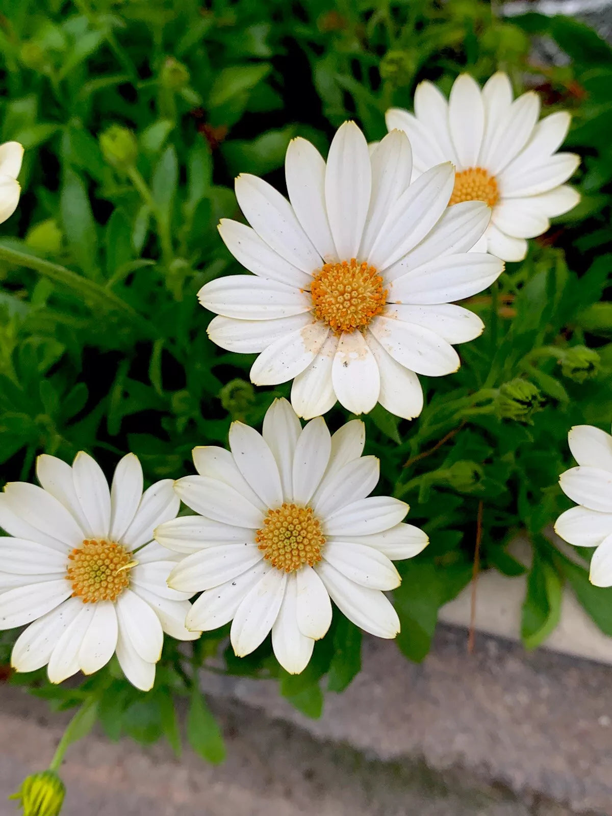 African Daisy Plant 12-18 Inches Cream Yellow Osteospermum Perennial in 5-Inch Pot