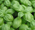 Basil Seeds, Genovese Herb Seeds, Over 1000 Non-GMO Seeds, Ocimum basilicum, Indoor & Garden Planting