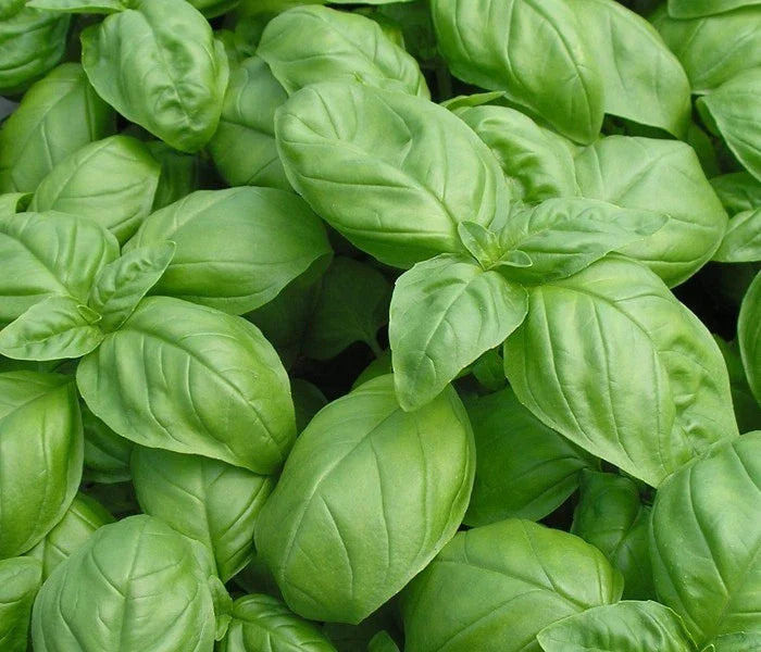Basil Seeds, Genovese Herb Seeds, Over 1000 Non-GMO Seeds, Ocimum basilicum, Indoor & Garden Planting