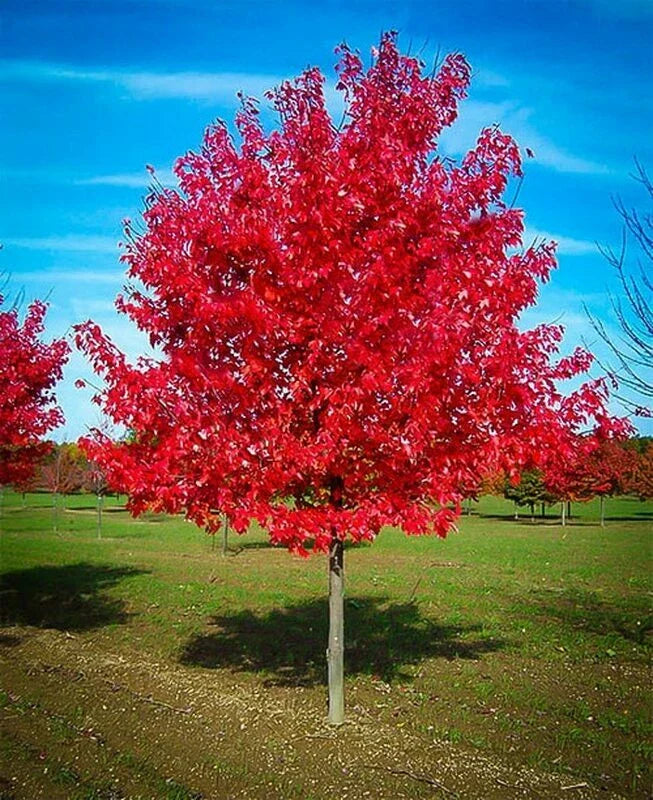 Red Maple Tree Live Well-Rooted Plant 1-4 Years Old Acer rubrum with Vibrant Fall Foliage for Landscaping