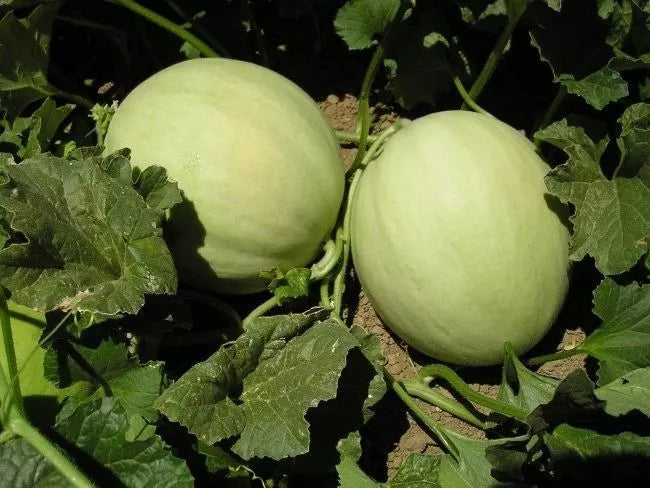 Honeydew Green Flesh Melon Seeds - NON-GMO, Vining, Sweet Flavor, Cucumis melo, Garden, Summer, Fruit Seeds