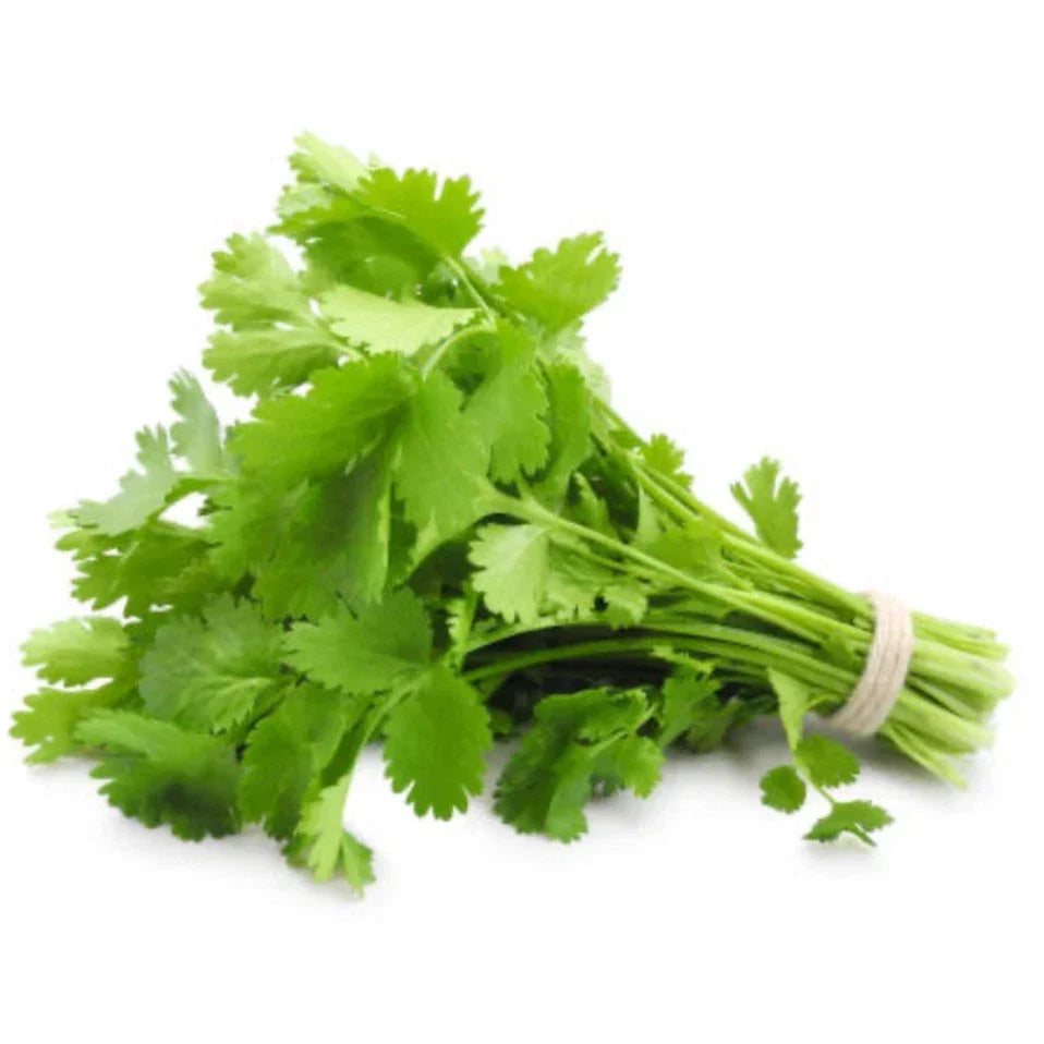 Organic Cilantro Seeds, Coriandrum sativum, Culinary Herb, Non-GMO, 75+ Seeds for Indoor & Outdoor Gardening