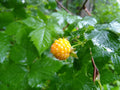 Salmonberry Root Cuttings - 5 Live Organic Rhizomes - Rubus spectabilis - Edible Berry Plant for Garden, Landscape, Pollinators