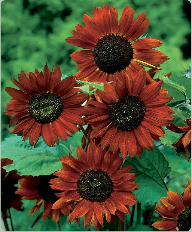 Sunflower Seeds Velvet Queen Pack | Helianthus annuus | Deep Burgundy Flowers | 6ft Tall Annual for Cut Flowers & Garden