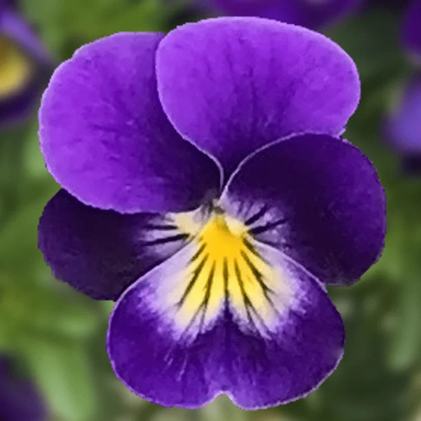 Viola Seeds - Endurio Blue Face, Viola x wittrockiana, Perennial Flowering Plant for Garden, Containers, Borders