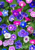 Morning Glory Seeds Mix - 75 Seeds, Red & Blue Flowers, Ipomoea purpurea, Climbing Vine, Annual Flower Seed Packet