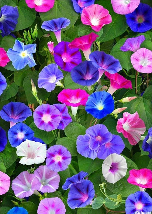 Morning Glory Seeds Mix - 75 Seeds, Red & Blue Flowers, Ipomoea purpurea, Climbing Vine, Annual Flower Seed Packet