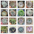 Assorted Succulent Set in 6" Pots | Diverse Varieties for Home Decor | Low-Maintenance Indoor Plants