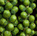 Brussels Sprouts Seeds - Dwarf CATSKILL Variety - Non-GMO, Sweet with Frost, 500 Seeds, Brassica oleracea