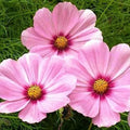 Cosmos Seeds - 200 Non-GMO Magenta Center Flowers - Cosmos bipinnatus, Easy to Grow, Pollinator Attracting, Full Sun