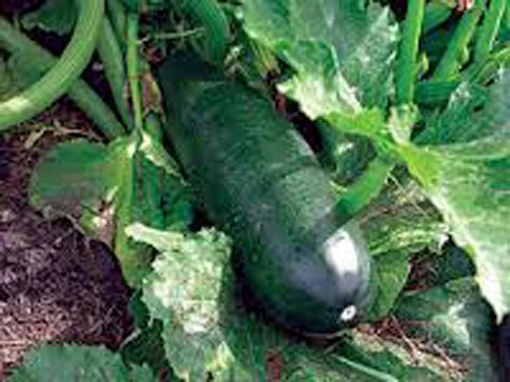 Heirloom Zucchini Seeds, Long Dark Green Cucurbita pepo, Non-GMO, 500+ Pack for Home Garden & Urban Farming